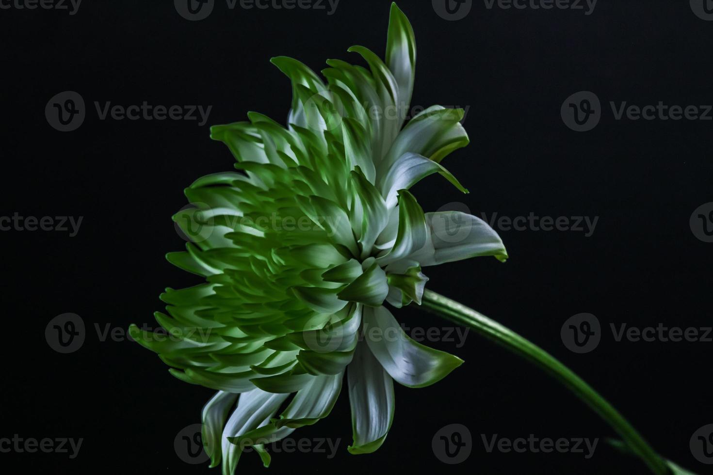 A green and white chrysanthemum . Flower head . Oblique view photo