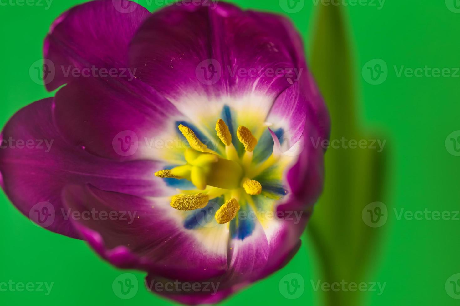 Garden Tulip, overhead close up, beautiful and colorful detail at center photo