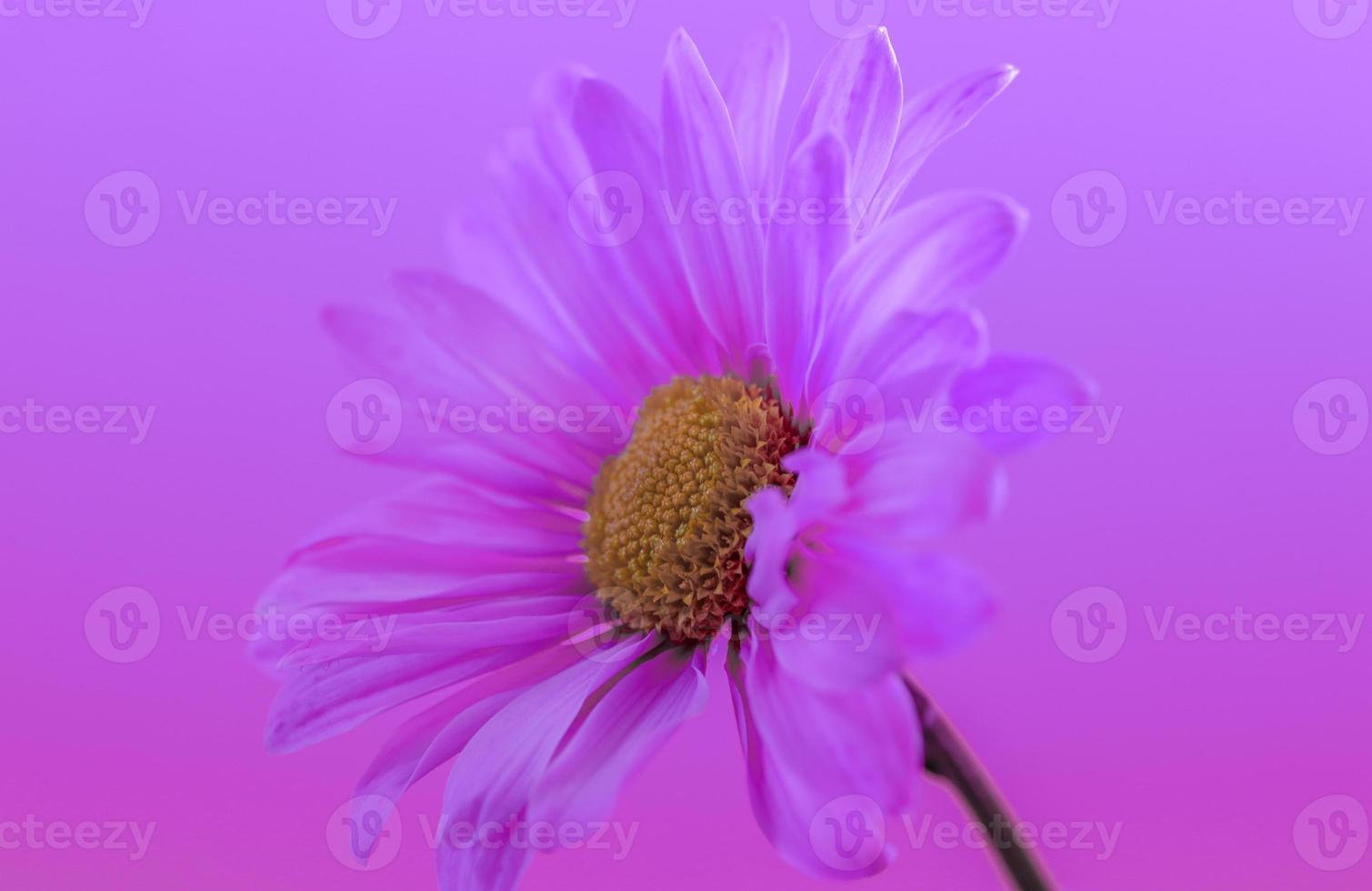 Pink shasta daisy , oblique close up photo