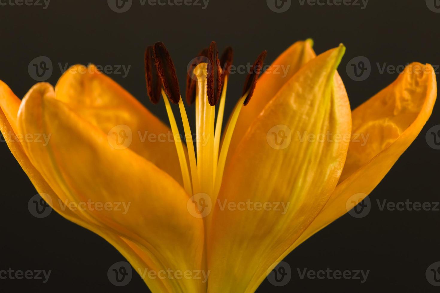 Daylily , frontal close up . Center closed but showing stamens photo