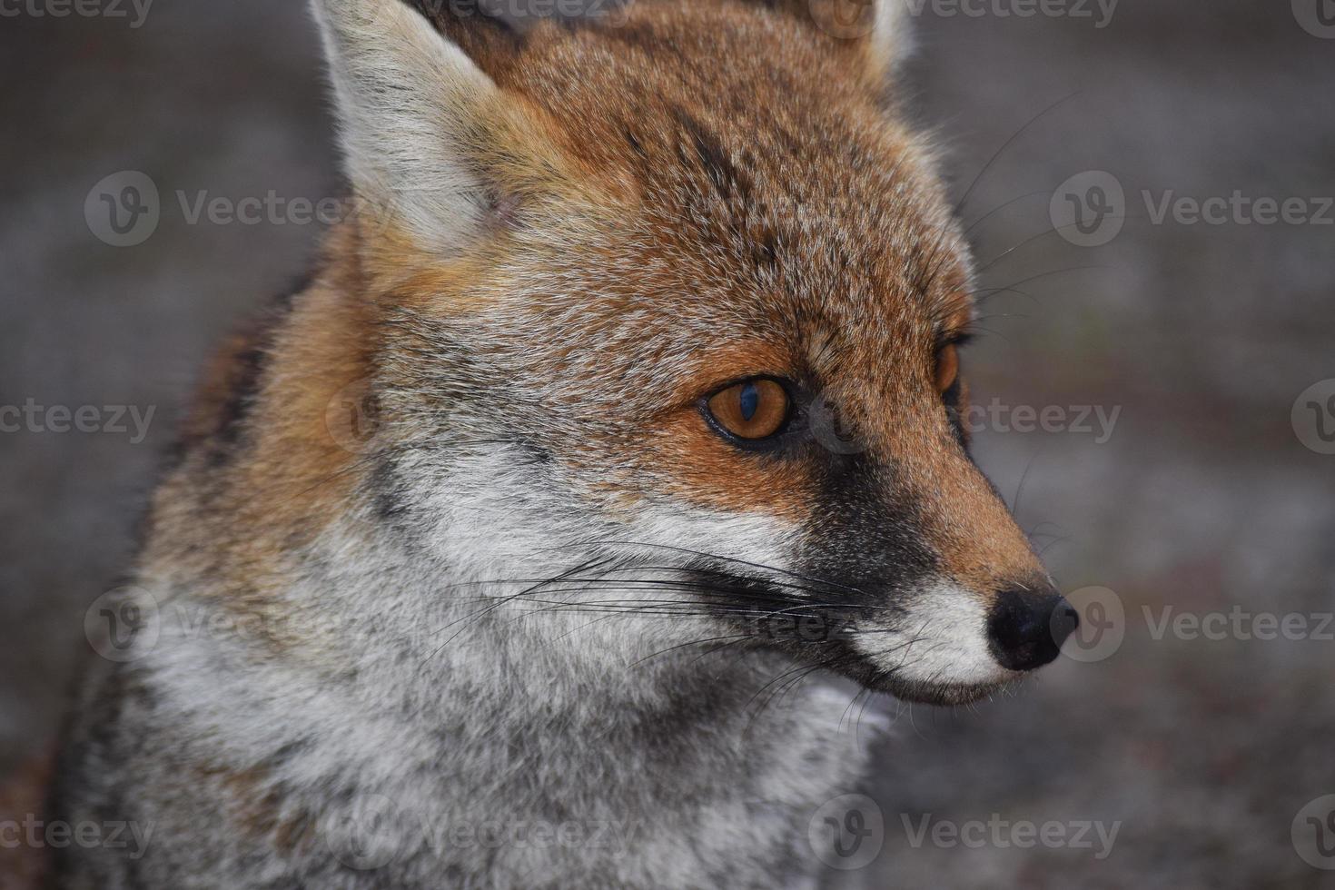 The red fox photo