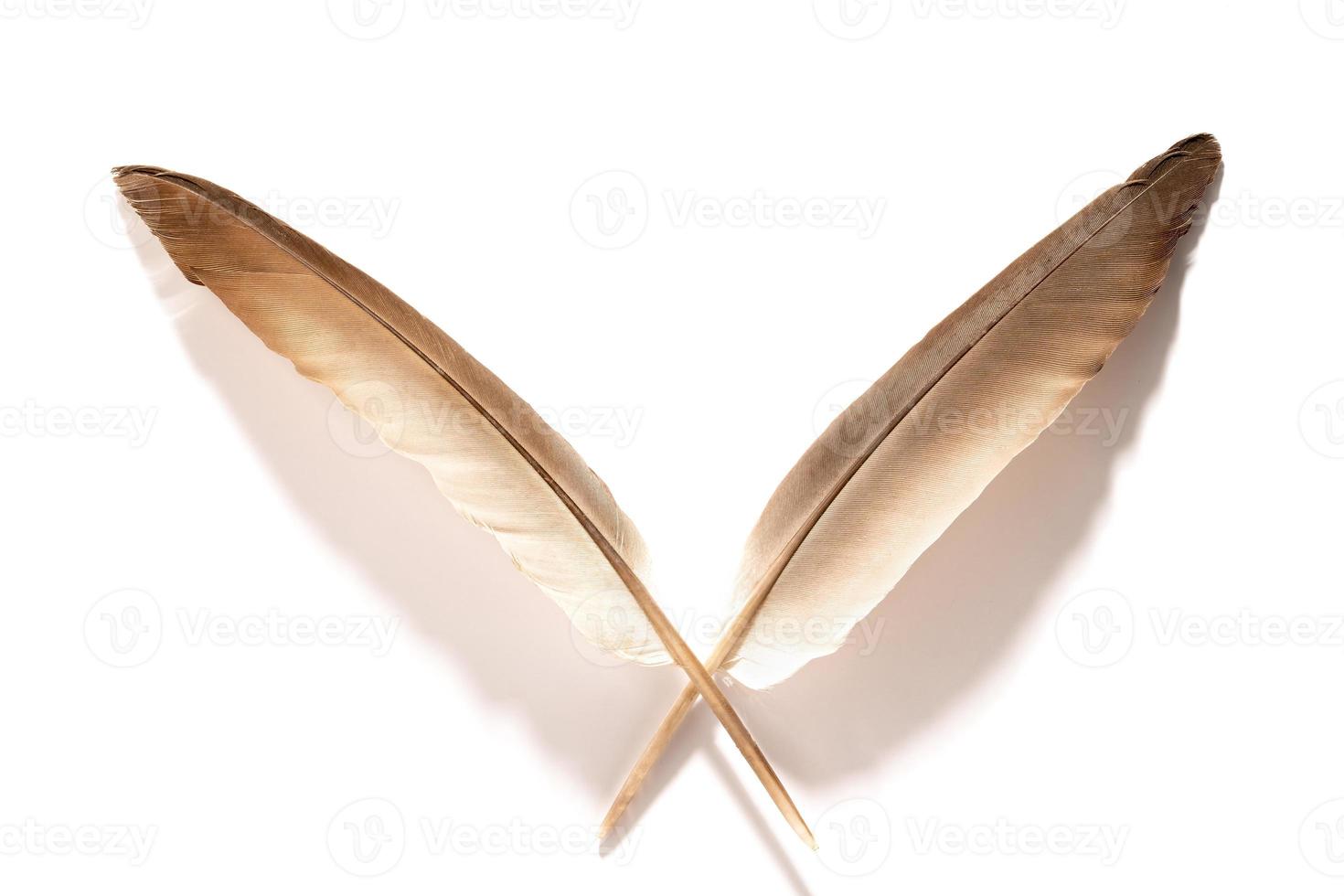 Feather on white background photo