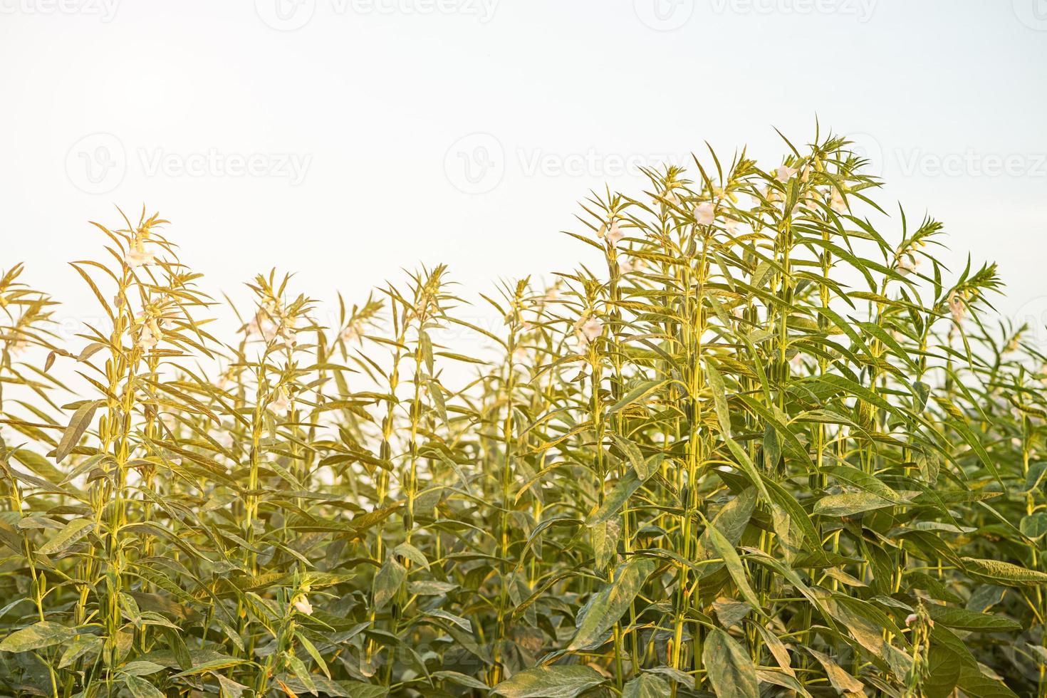 Sesame on tree in plant photo