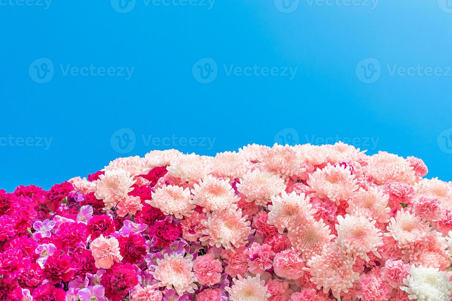 Carnation Flowers and Chrisanthemum flowers photo