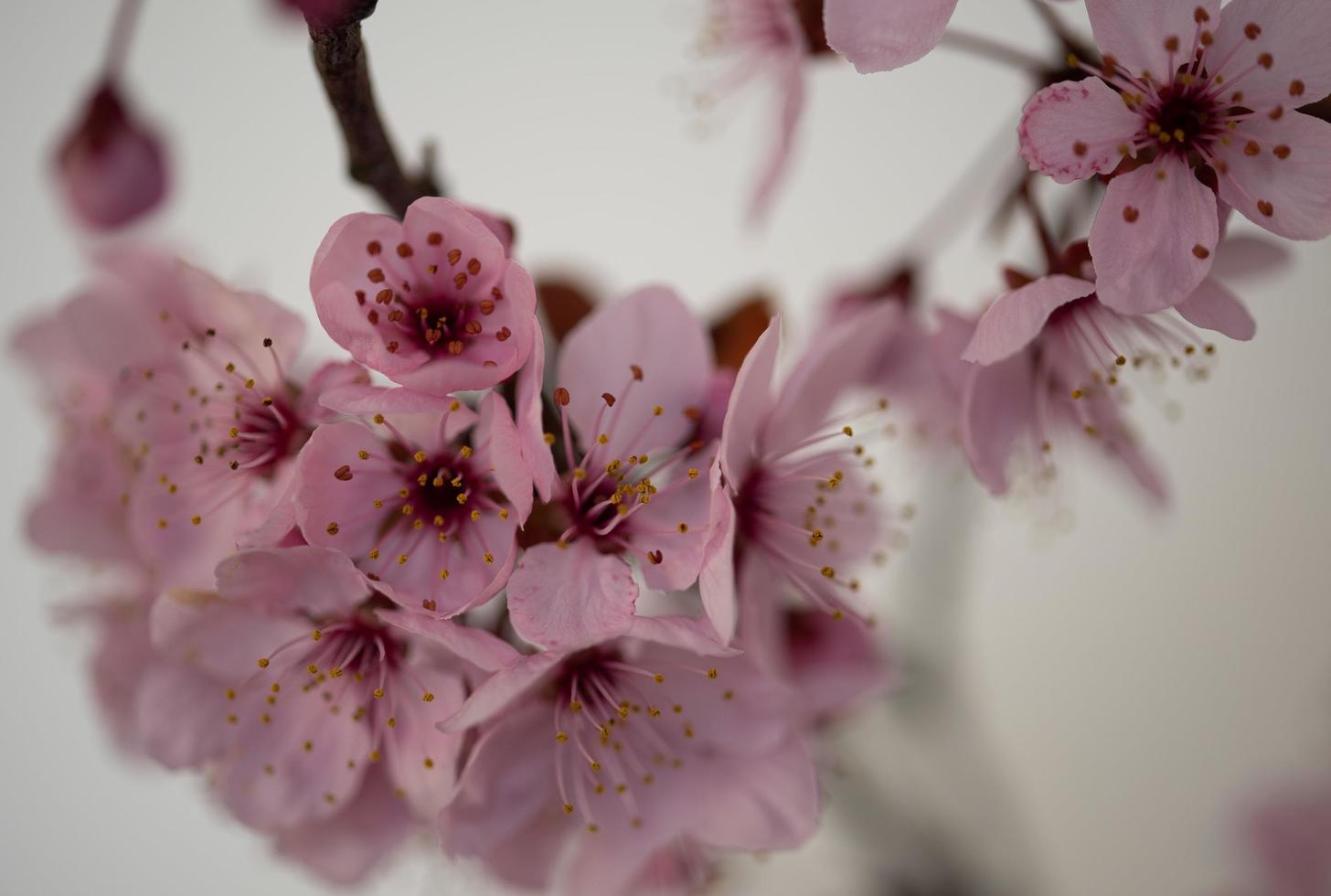 Cherry tree in blossom photo