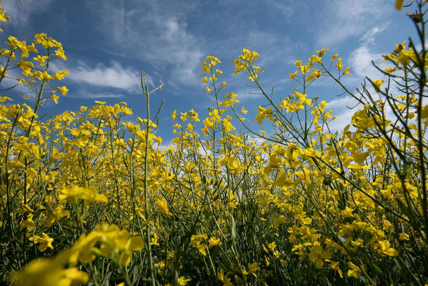 Rapeseed field in summer photo