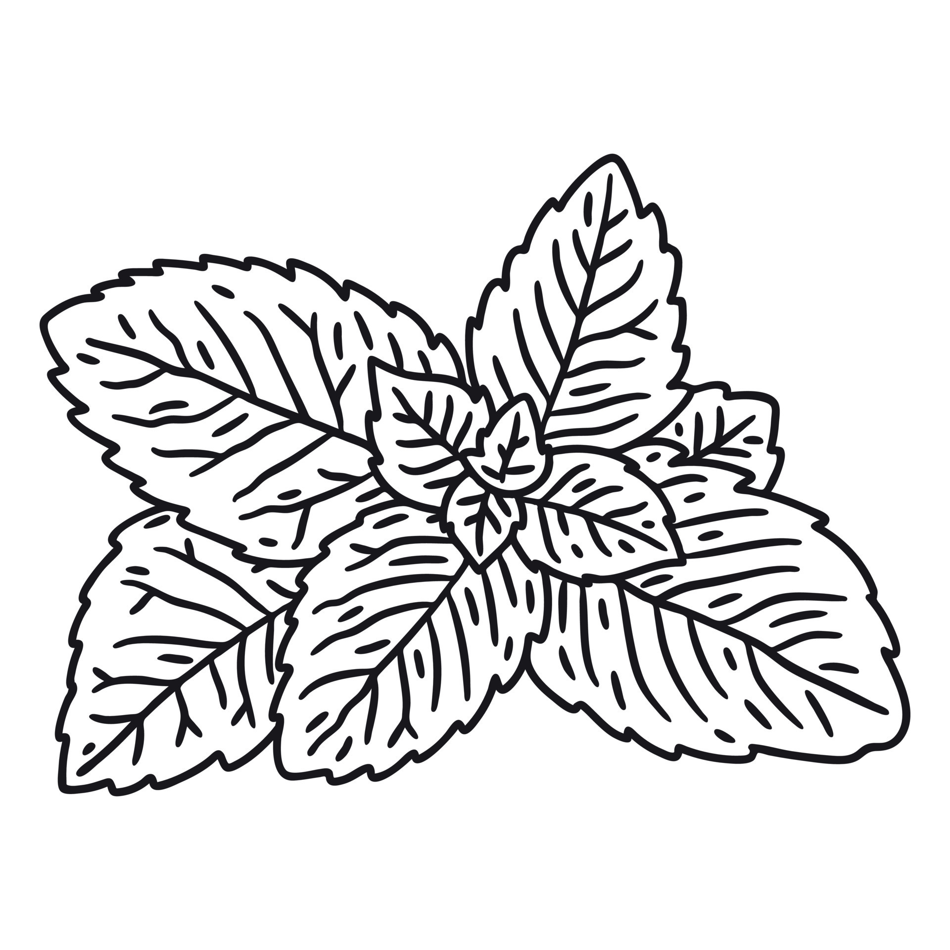 Mint Plant Leaves Stroke 20318656 Vector Art at Vecteezy