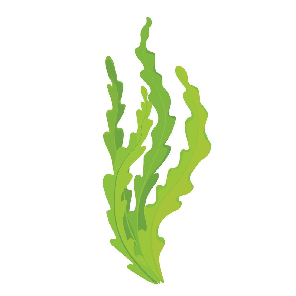 Seaweed. laminaria vector illustration. Cartoon seaweeds, kelp and corals. Aquatic plants with leaves. Natural marine and aquarium elements, water decor objects.