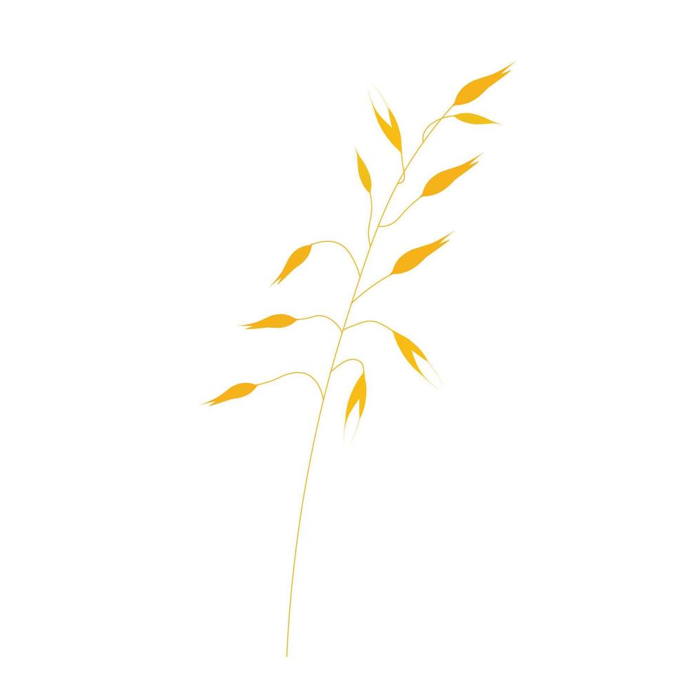 Vector illustration of granola oatmeal drain. Dry yellow branch of barley on a thin stalk. Oat seeds in the field. Wheat. Illustration for the cereal. Isolated on a white background. Oat milk