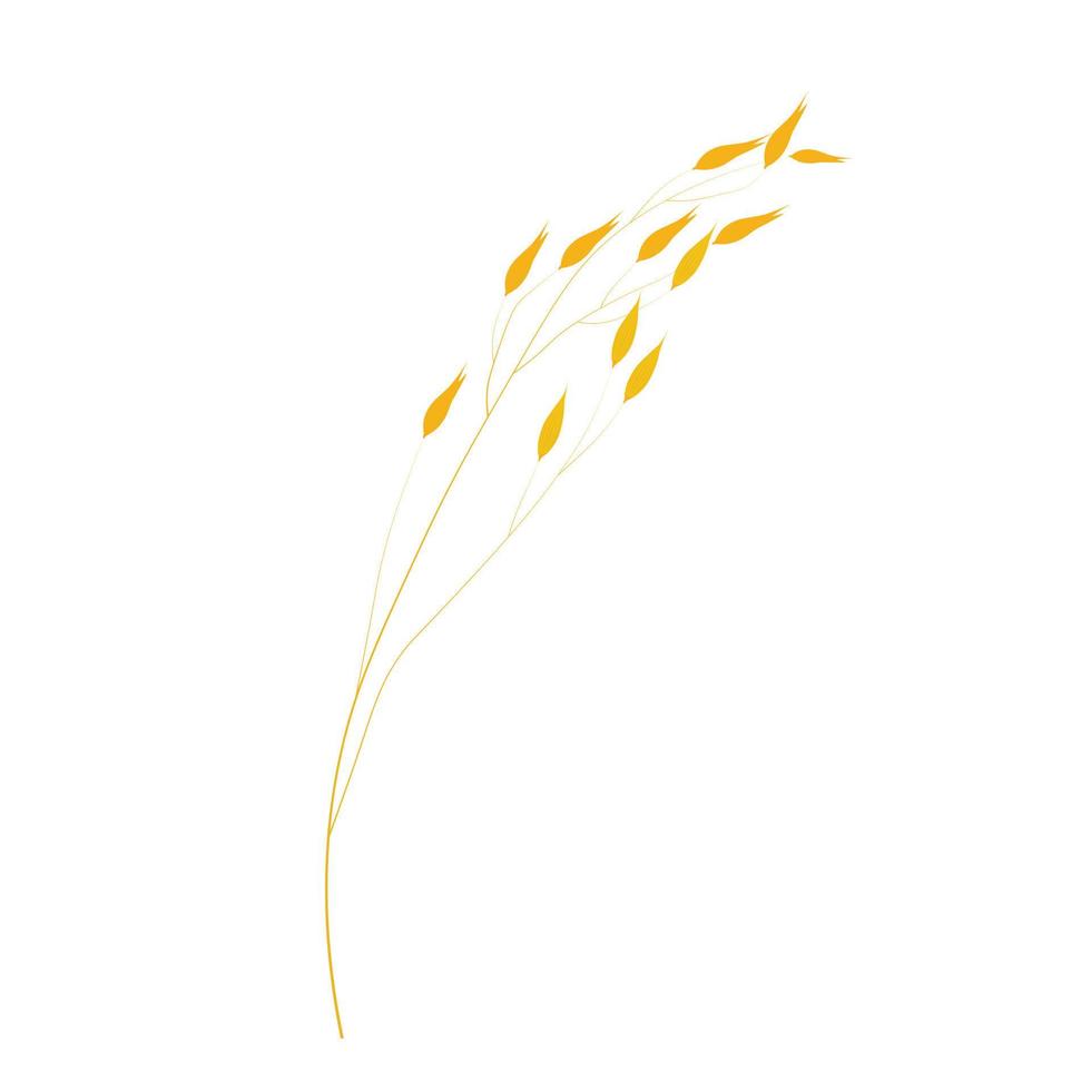 Vector illustration of granola oatmeal drain. Dry yellow branch of barley on a thin stalk. Oat seeds in the field. Wheat. Illustration for the cereal. Isolated on a white background. Oat milk