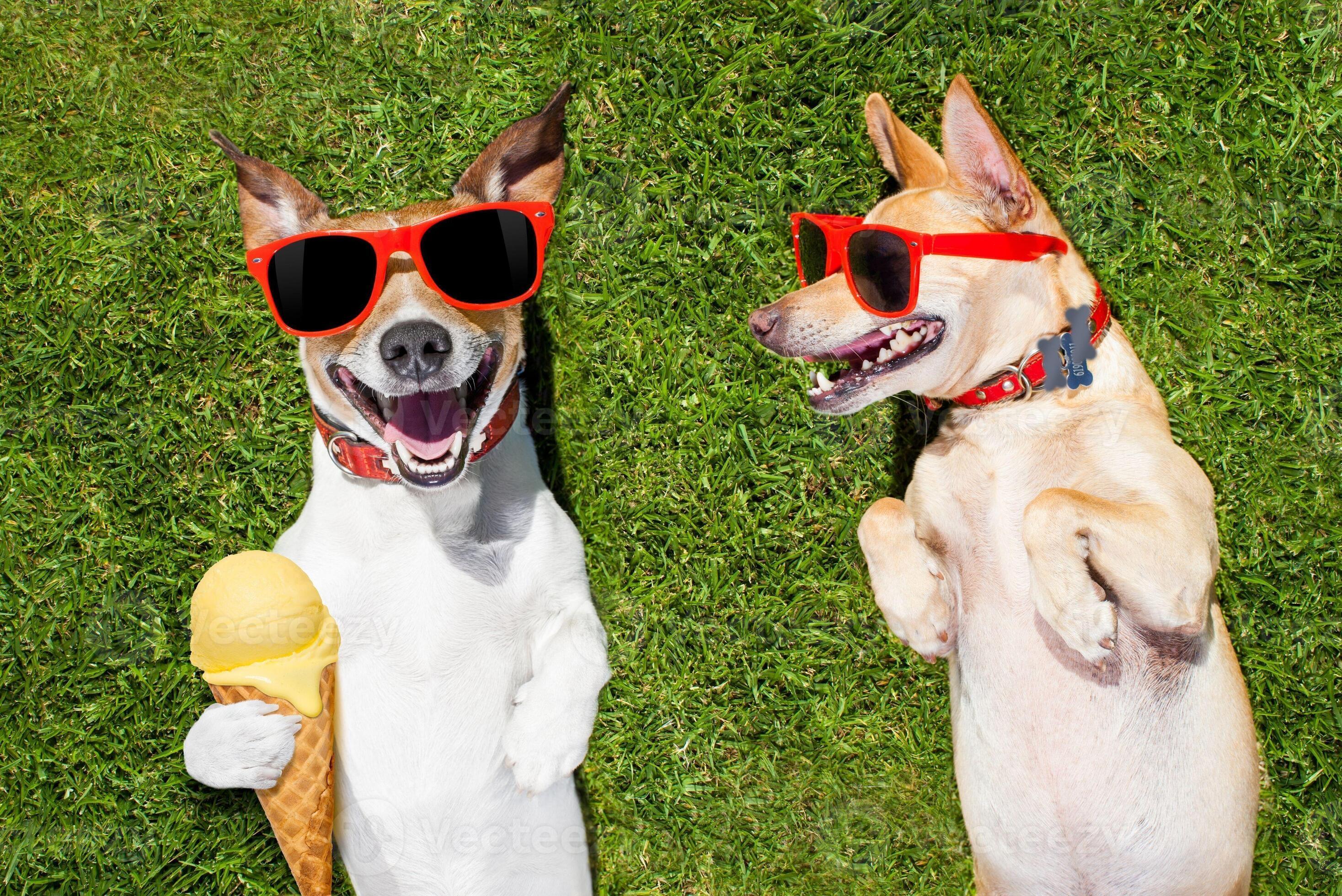 chihuahua dog, chihuahua beautiful, Funny dog, chihuahua animal themes, chihuahua domestic dog, chihuahua lap dog. 20328219 Stock Photo at Vecteezy chihuahua dog, chihuahua beautiful, Funny dog, chihuahua animal themes, chihuahua domestic dog, chihuahua lap dog. 20328219 Stock Photo at Vecteezy