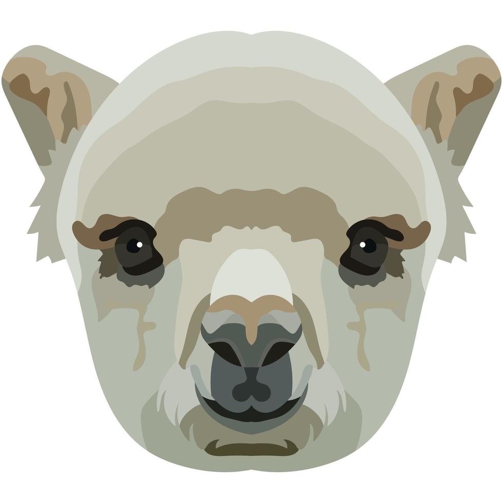 Lama face. An illustration of the muzzle of a llama camel is depicted. Bright portrait on a white background. Vector graphics. animal logo.