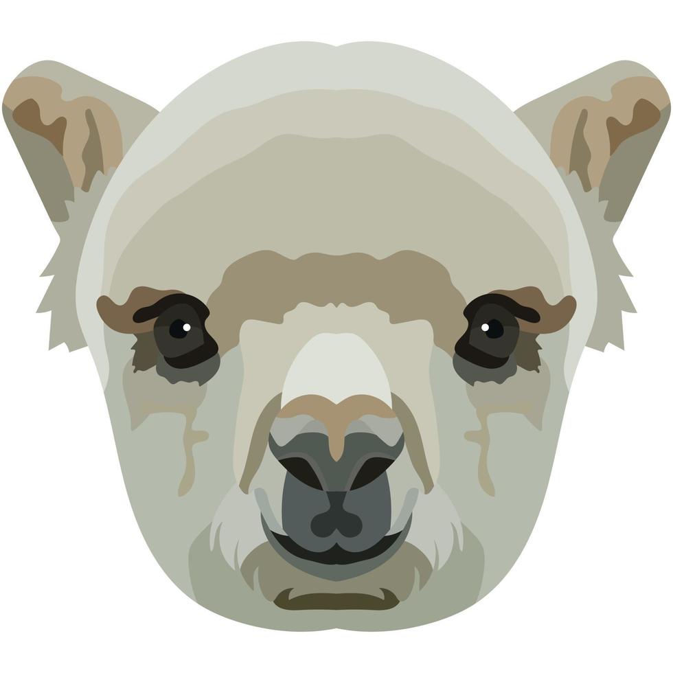 Lama face. An illustration of the muzzle of a llama camel is depicted. Bright portrait on a white background. Vector graphics. animal logo.