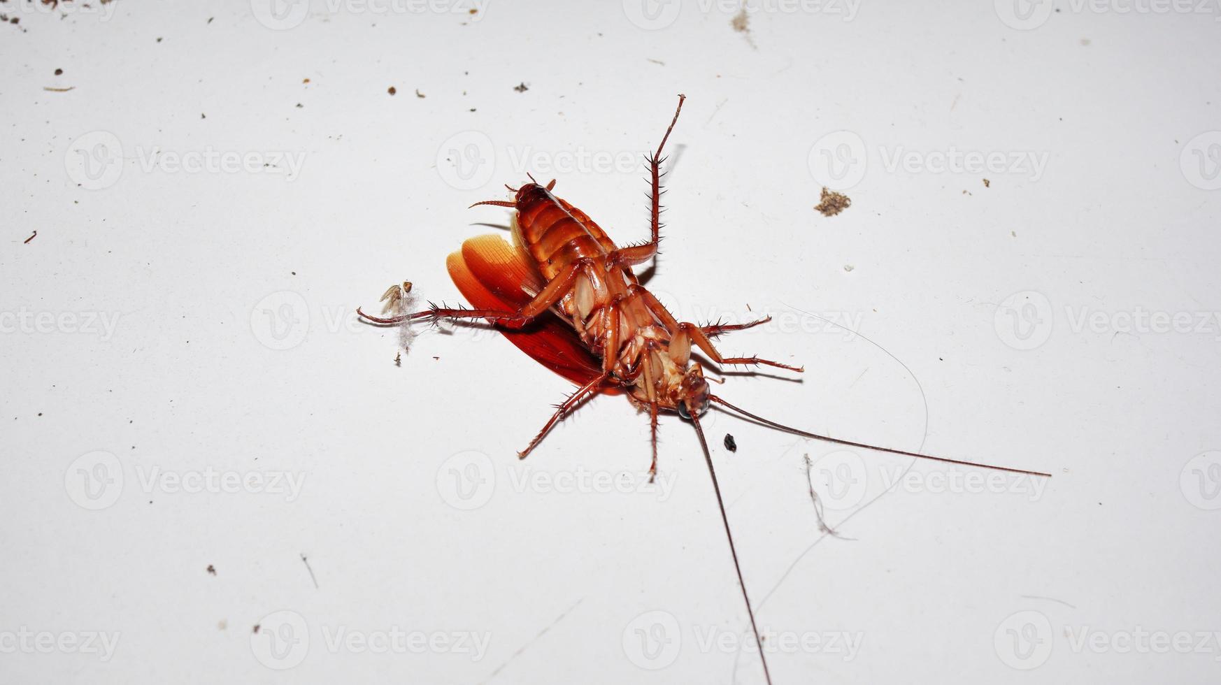 dead cockroach brown insect flip photo