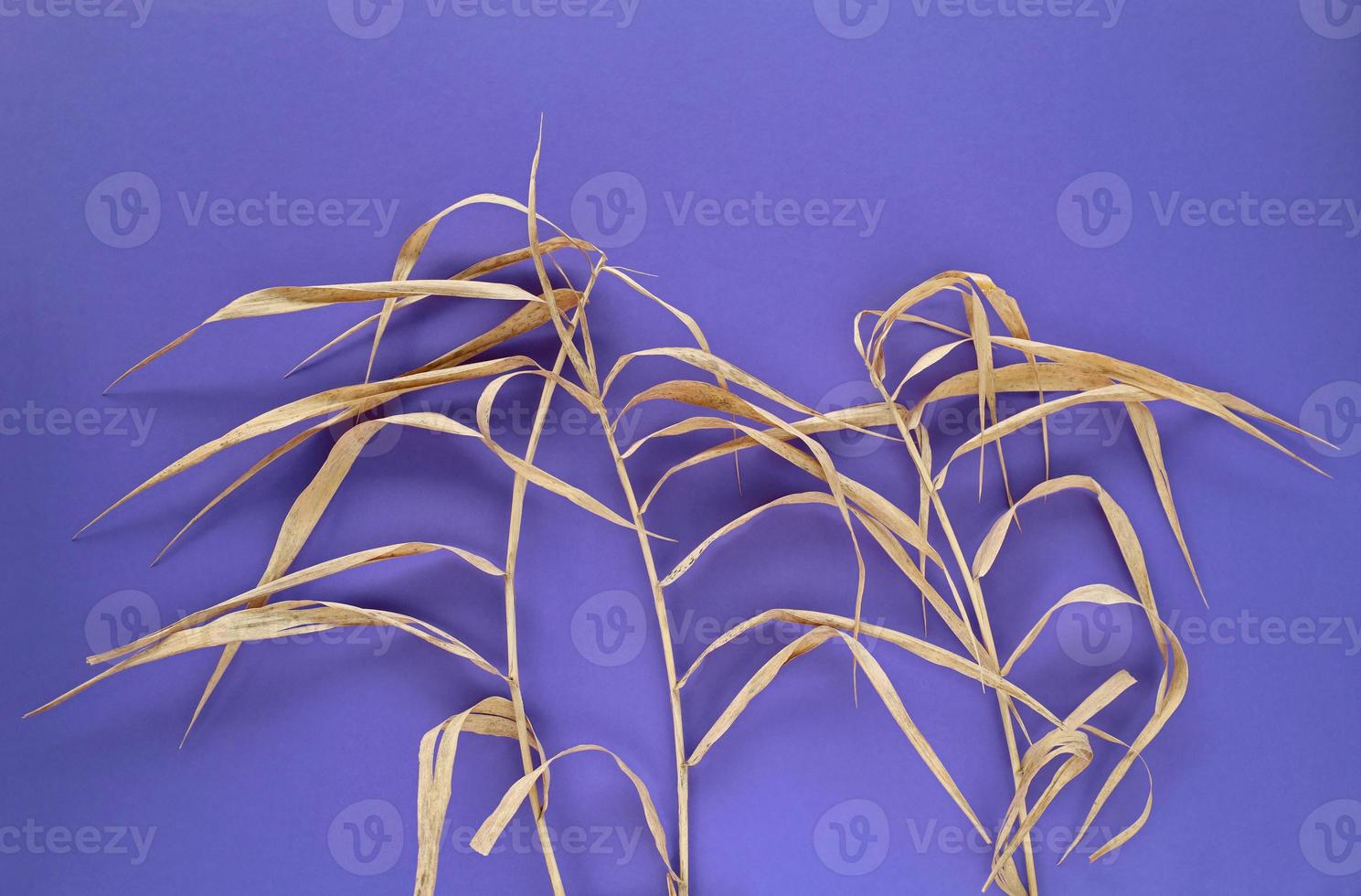 Dry swamp grass on paper background in trendy very peri color. Brown, beige, cream colors dry plants on violet background with place for text. Horizontal wallpaper. photo