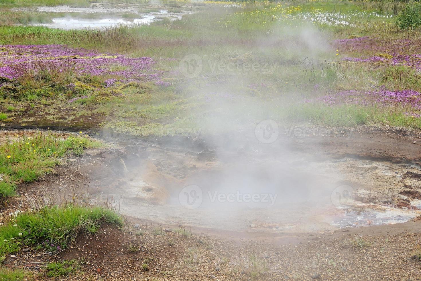 Islandia geysir en campo con flores foto