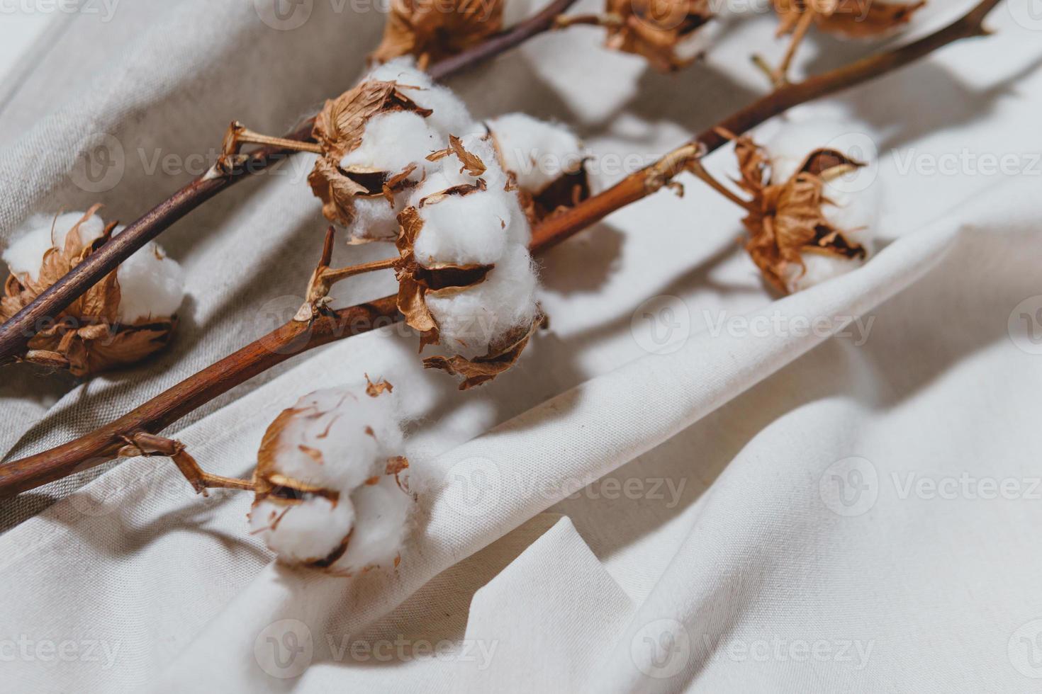 Cotton branch with dry flowers, close up photo