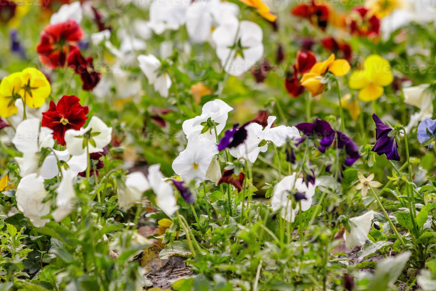 beautiful multi-colored flowers on the flower bed field photo