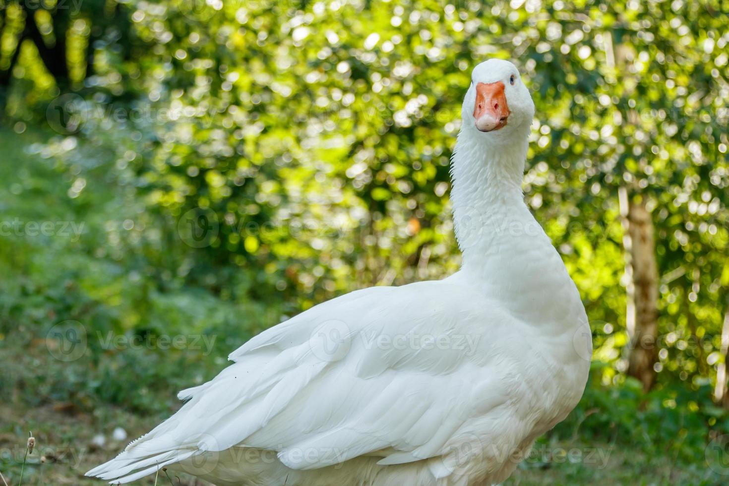 beautiful swans sit on green grass photo