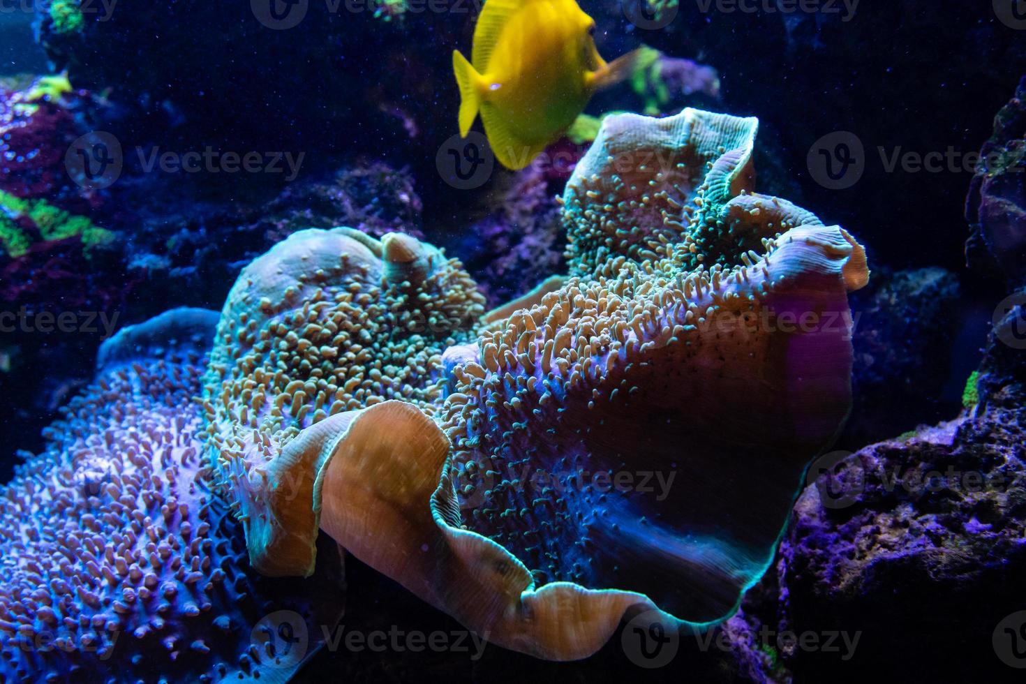 Sarcophyton, mushroom-like leathery coral photo