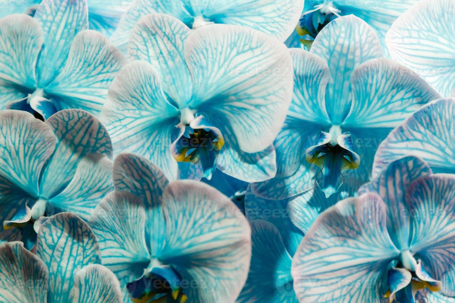 beautiful blue orchid 20334400 Stock Photo at Vecteezy