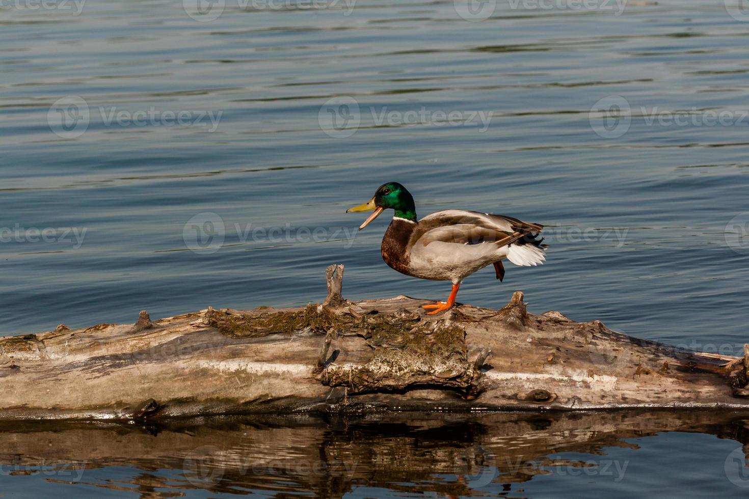 Drake sit on a log photo