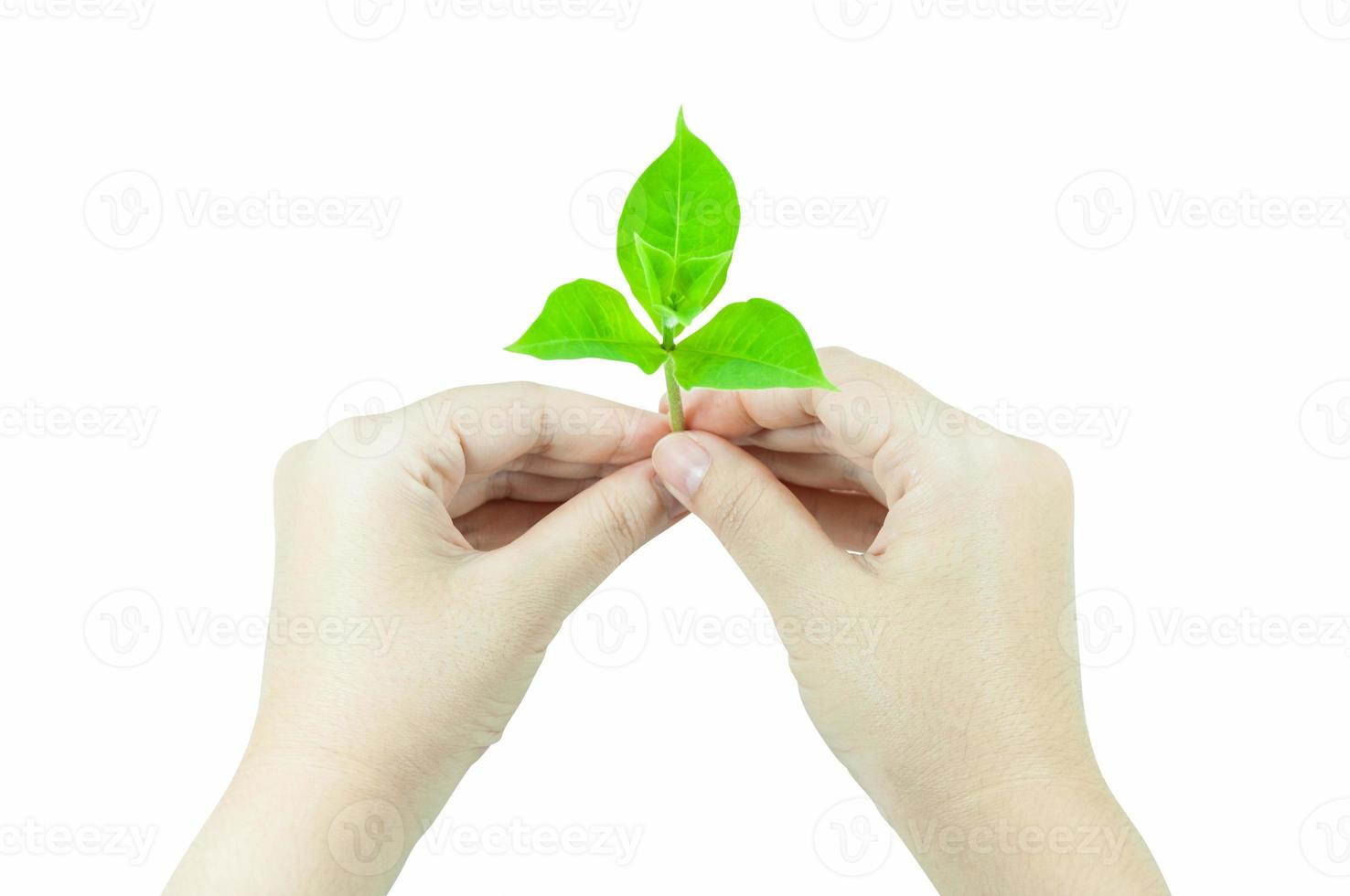 Woman is holding young plant sprout , isolated on a white background.Corporate social and environment responsibility concept. photo