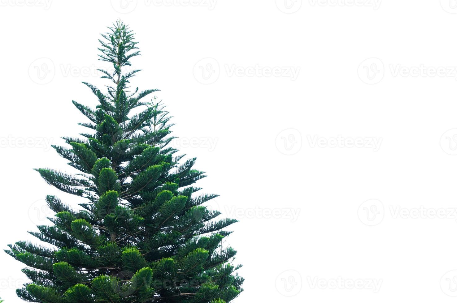 Green pine tree isolated on white background,christmas tree photo