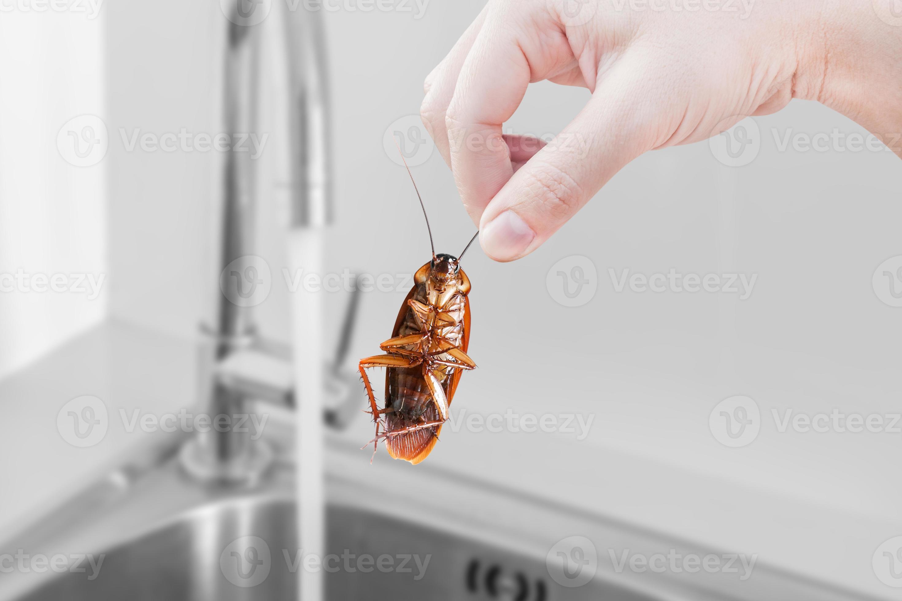 cockroach with Kitchen Sink background, eliminate cockroach in building