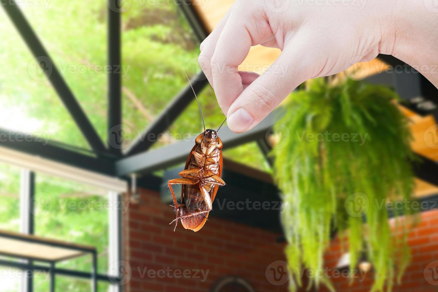 cockroach with inside the building, eliminate cockroach in building, apartment, house, city, Cockroaches as carriers of disease eliminated idea get rid of insects and put insect protection systems photo