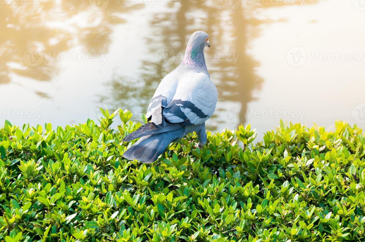 Pigeons in the Park photo