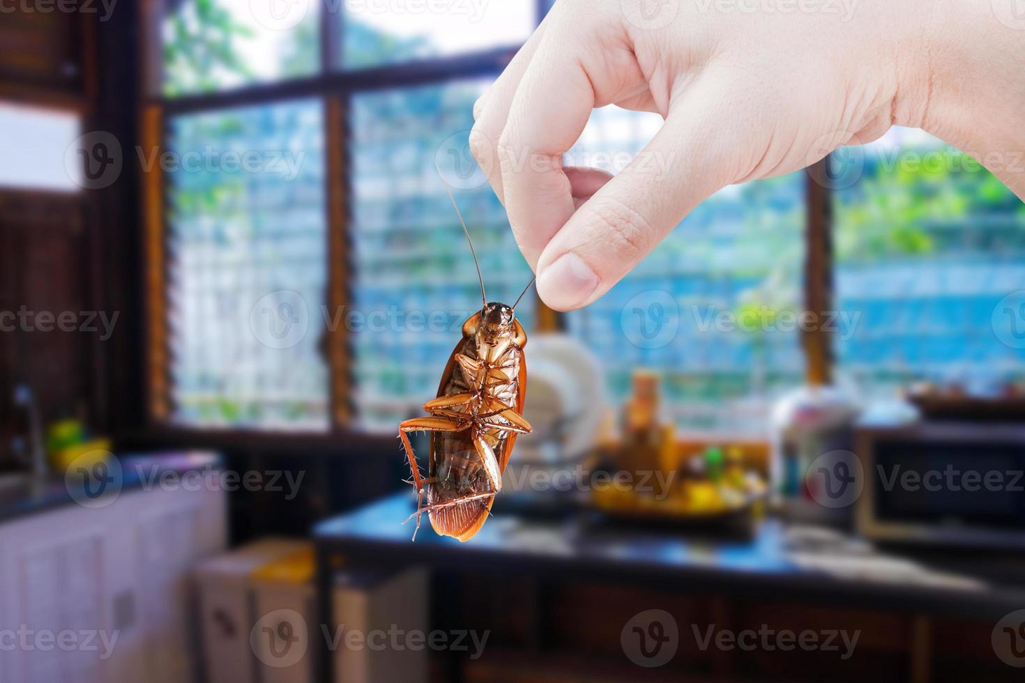 mano sosteniendo una cucaracha con un fondo de cocina, eliminar la cucaracha en la cocina, las cucarachas como portadoras de enfermedades foto