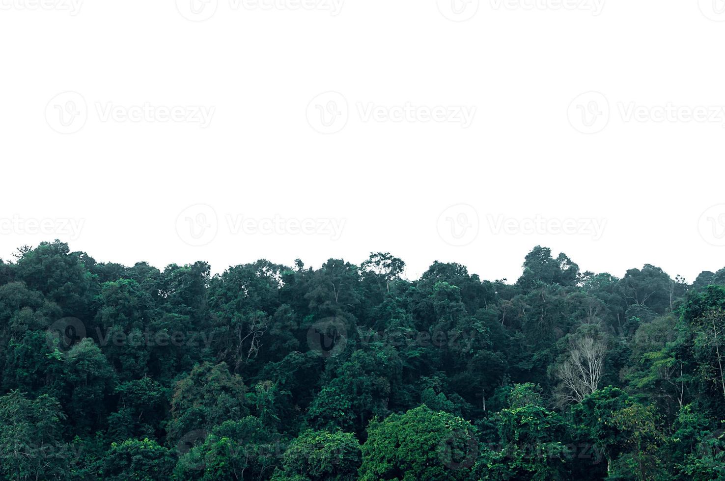Green Tropical forest  isolated on white background photo