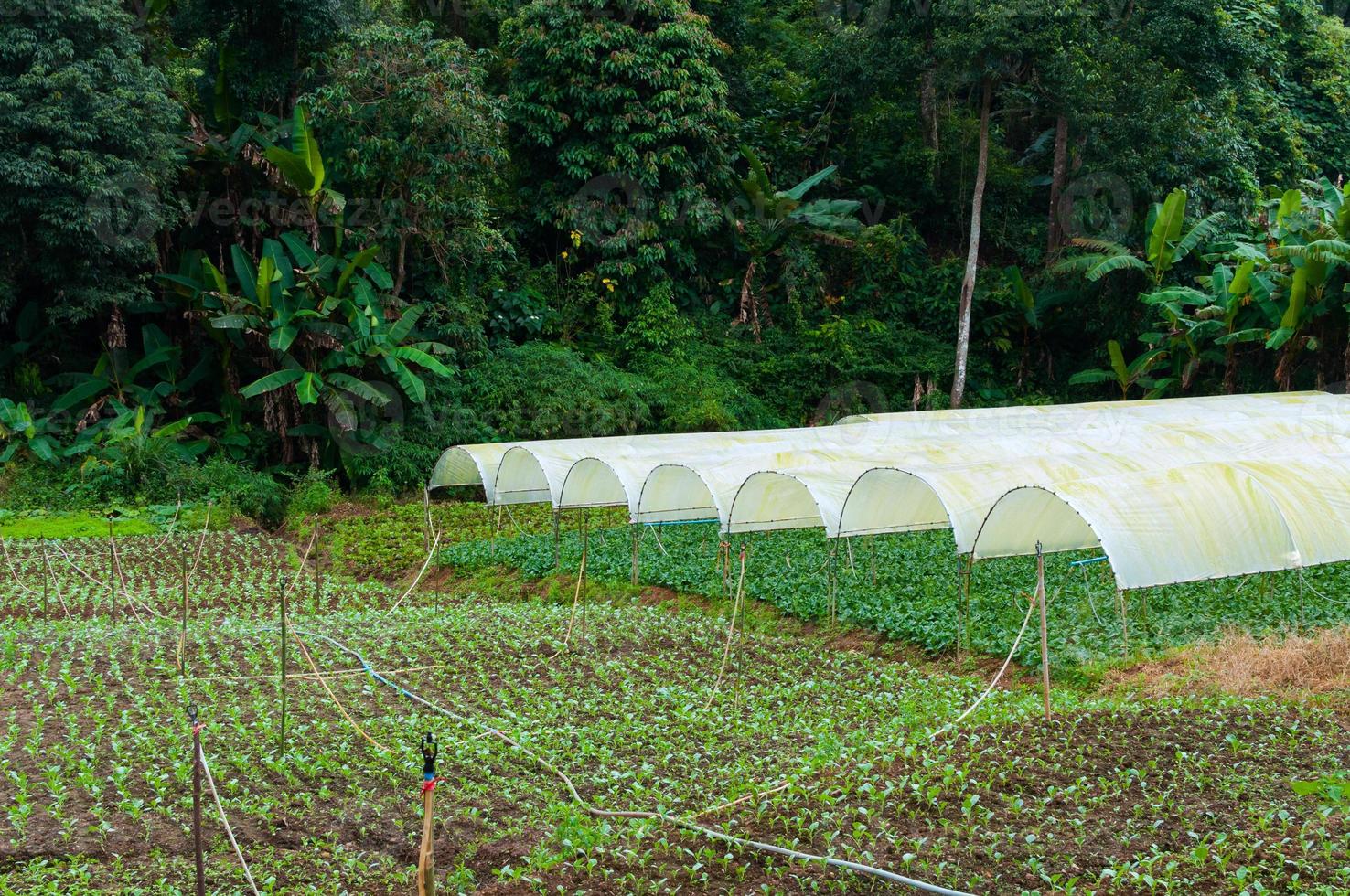 orgánico vegetal granja jardín,futuro agricultura para la seguridad comida en del Norte Tailandia foto