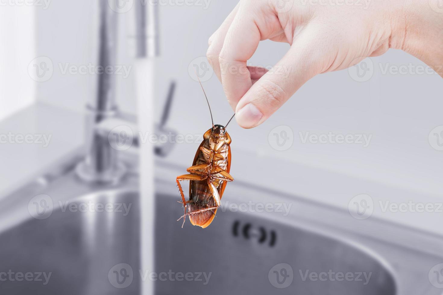 cockroach with Kitchen Sink background, eliminate cockroach in building, apartment, house, city, Cockroaches as carriers of disease eliminated idea get rid of insects and put insect protection systems photo