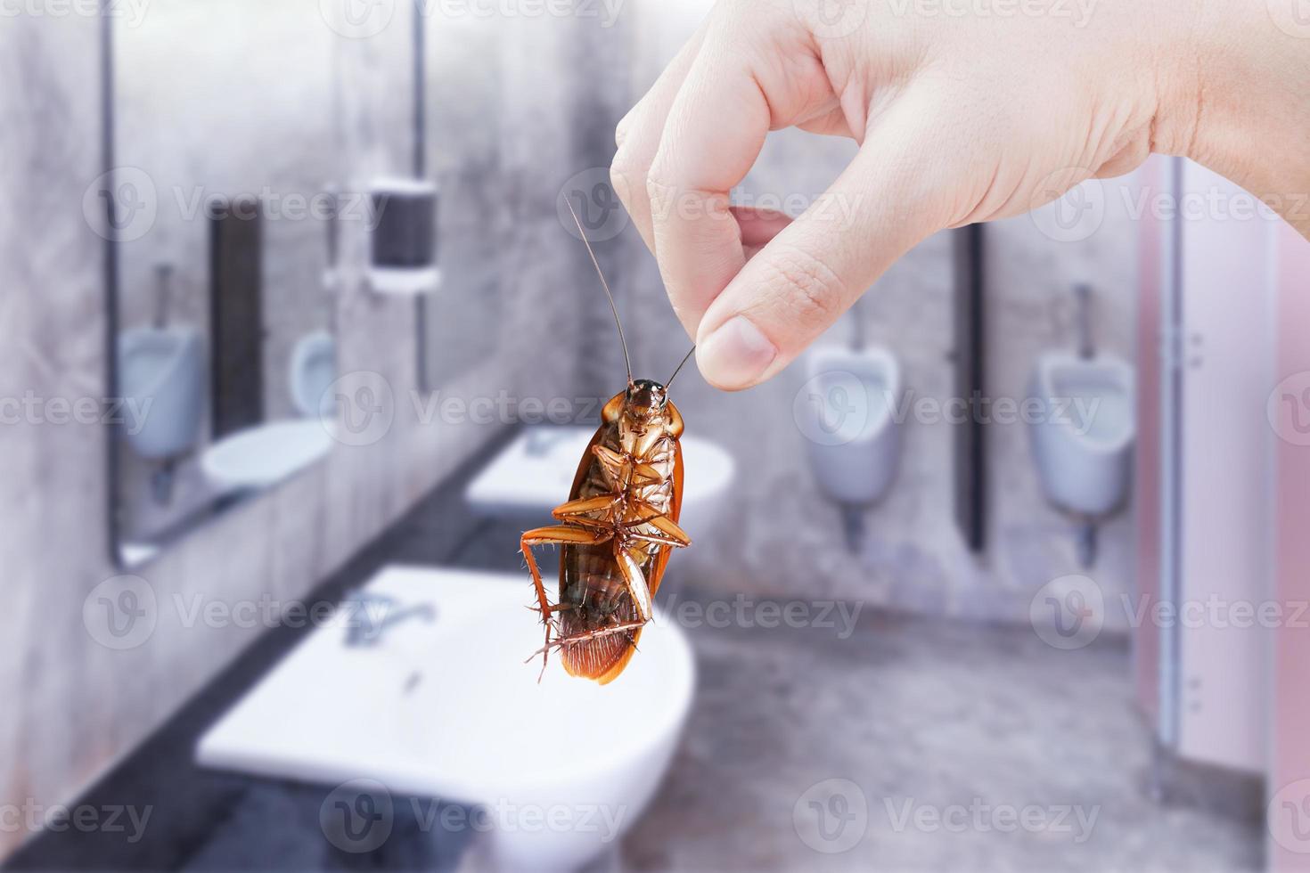 Hand holding brown cockroach on public toilet background, eliminate cockroach in toilet, Cockroaches as carriers of disease photo
