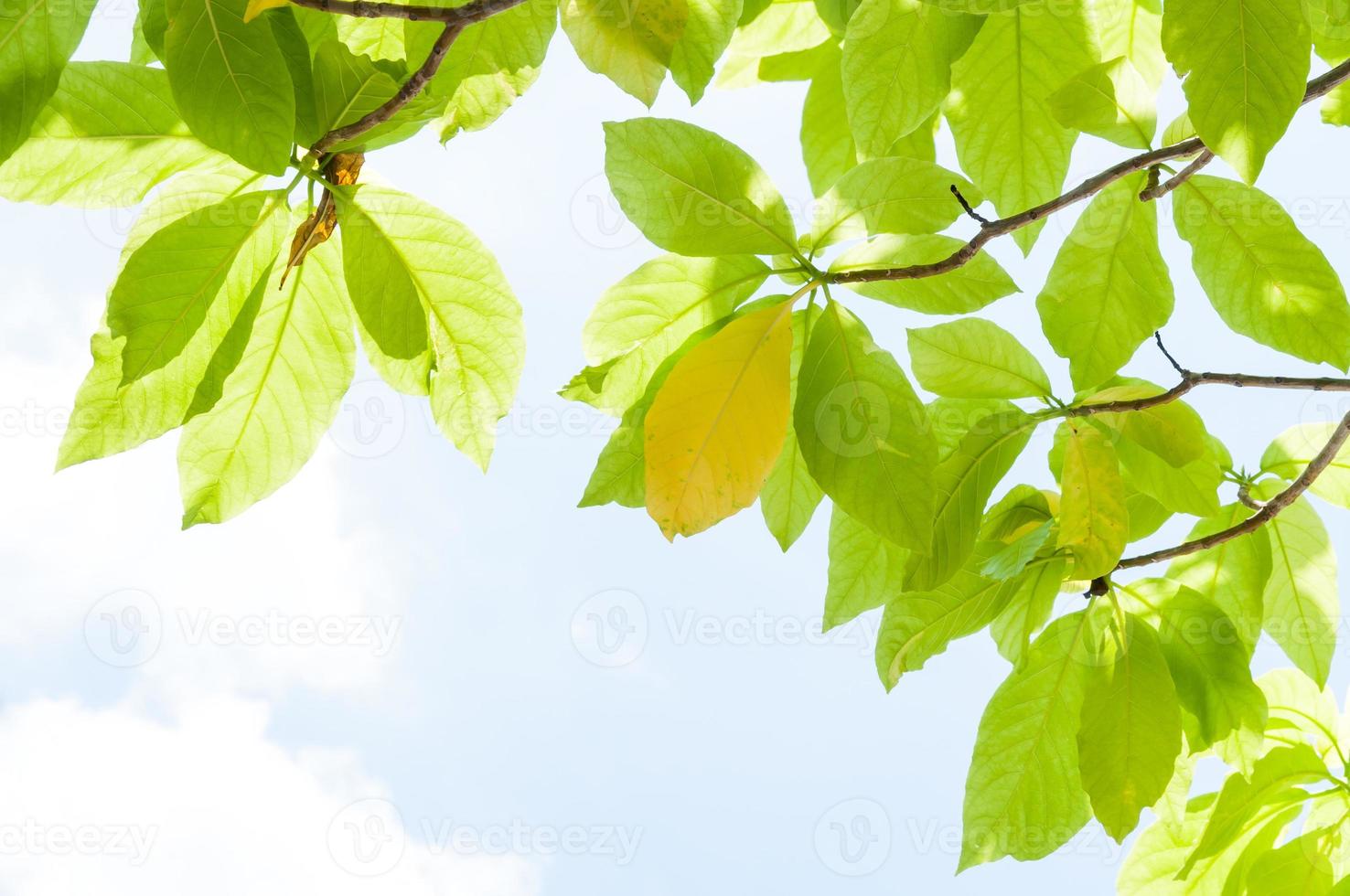 verde hoja hojas en ciernes en el primavera para fondo, en el primavera natural antecedentes con el cielo y hojas foto