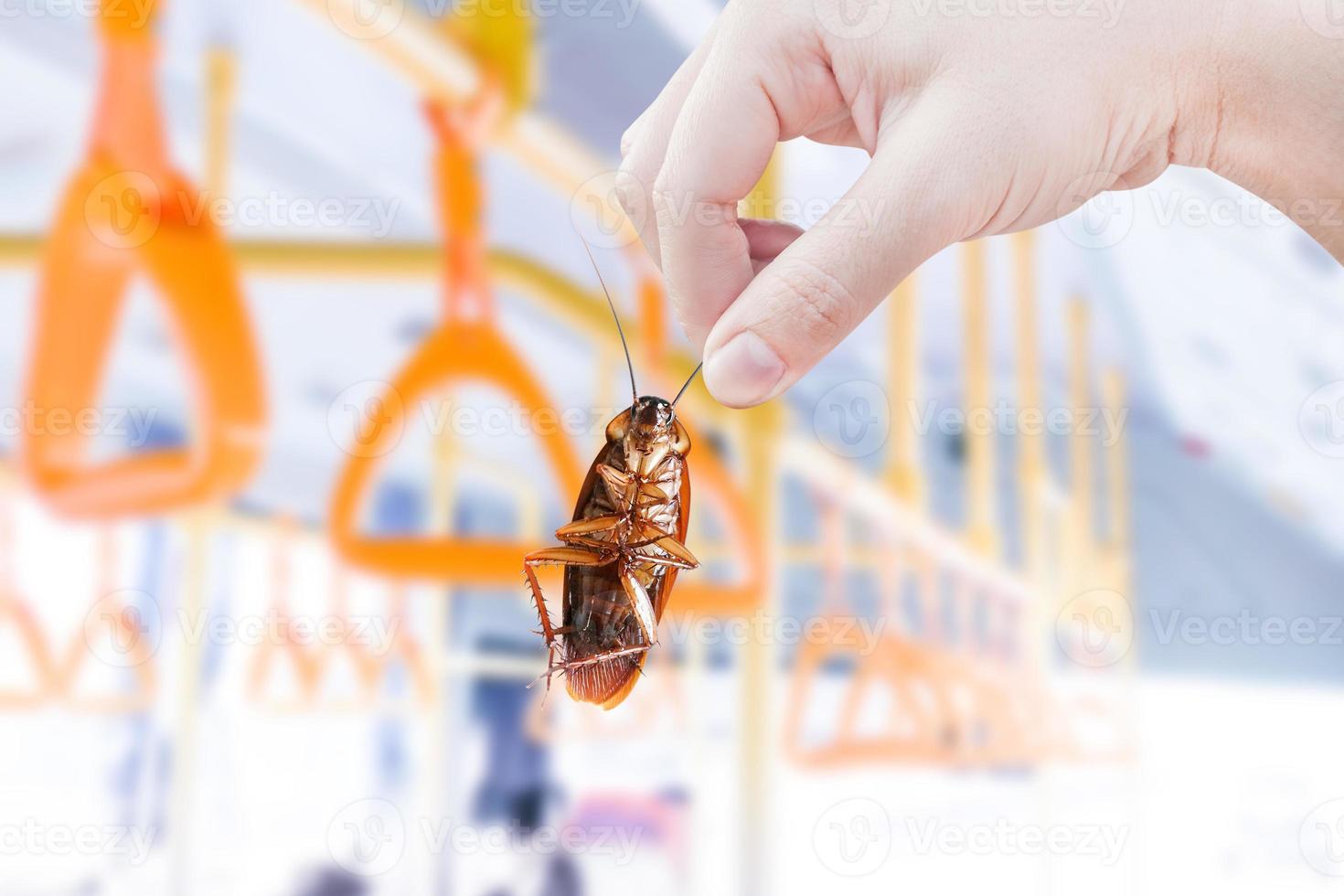 cockroach with inside Public bus, eliminate cockroach in vehicle, building, apartment, house, Cockroaches carriers of disease eliminated idea get rid insects and put insect protection systems photo