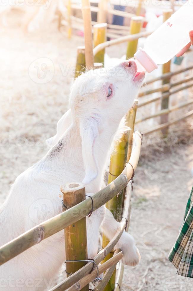 feeding baby goat with milk bottle at farm,Feed the hungry goat with milk photo