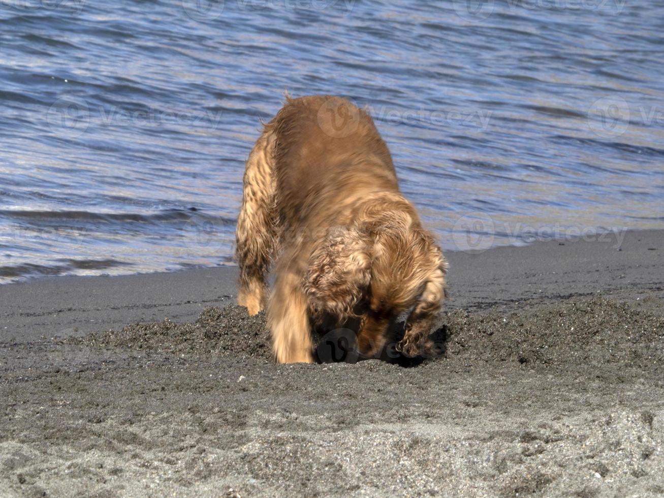 happy dog cocker spaniel playing at the beach photo