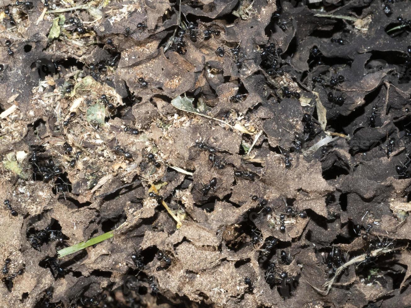 ants inside anthill in the wood photo