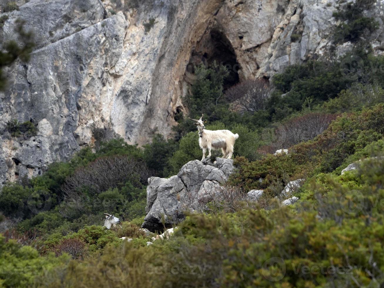 mountain goat on rocks in sardinia photo