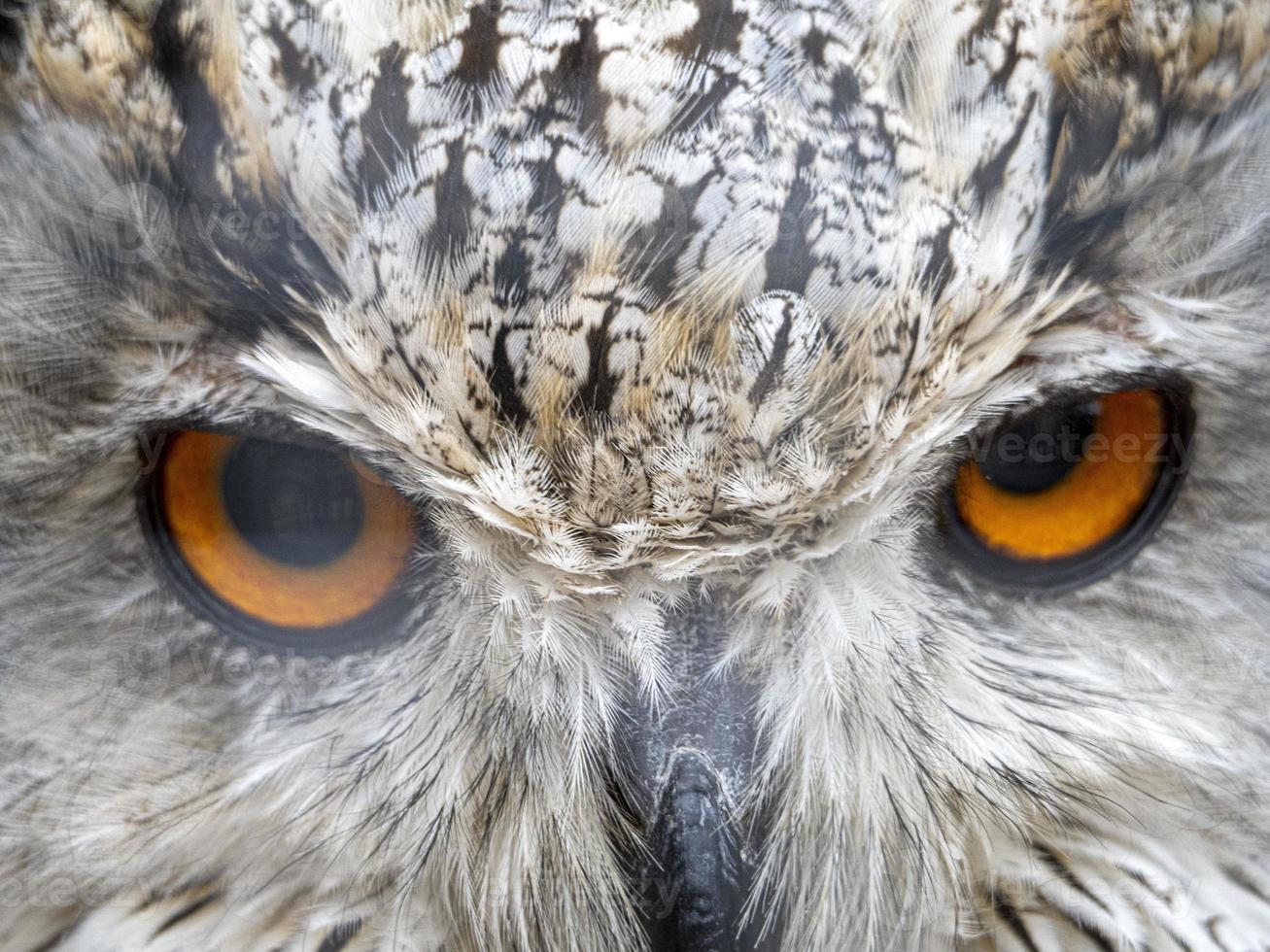 Siberian eagle owl bubo sibiricus close up eyes portrait photo