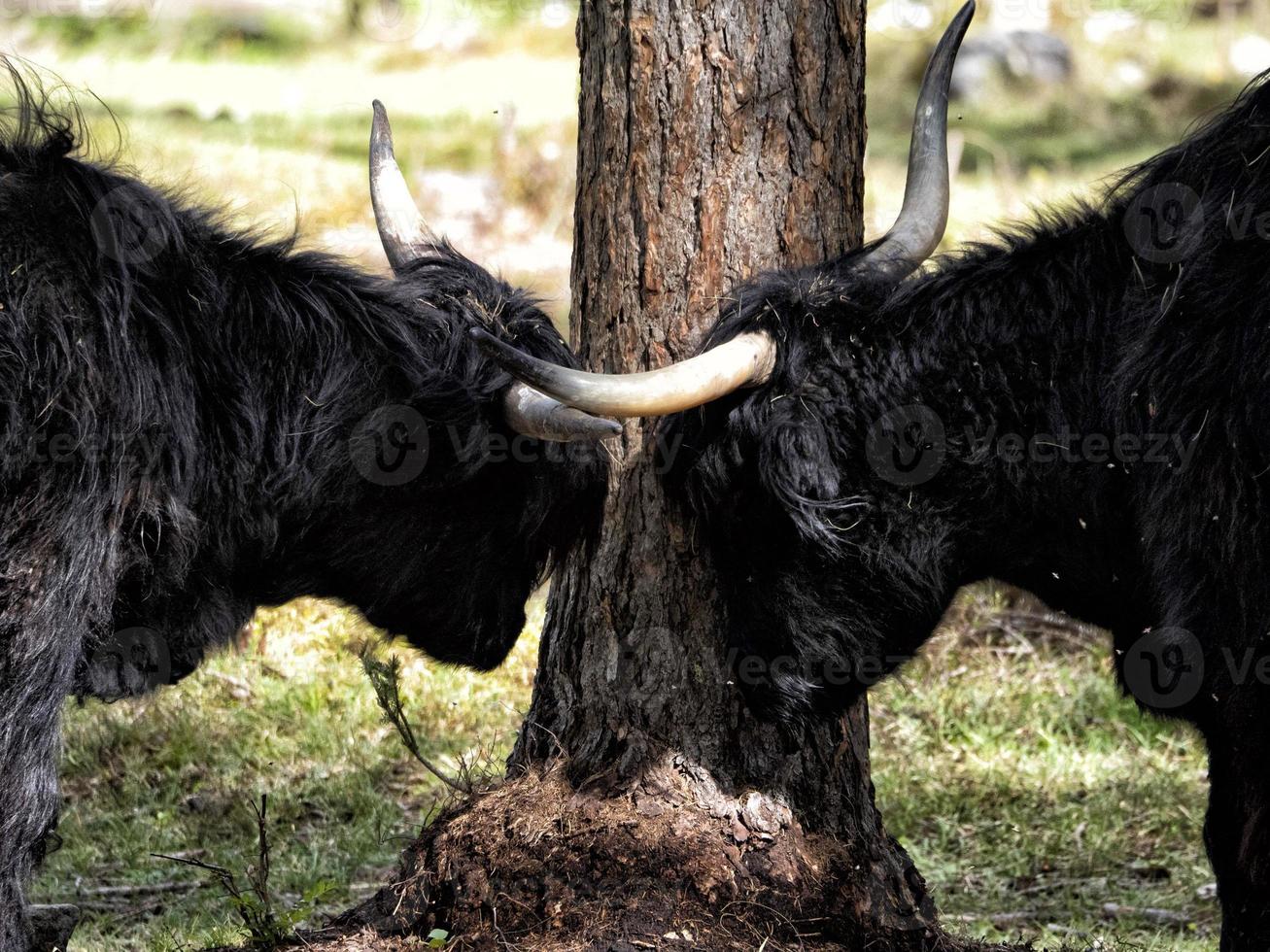 Highlander scotland hairy cow yak detail photo