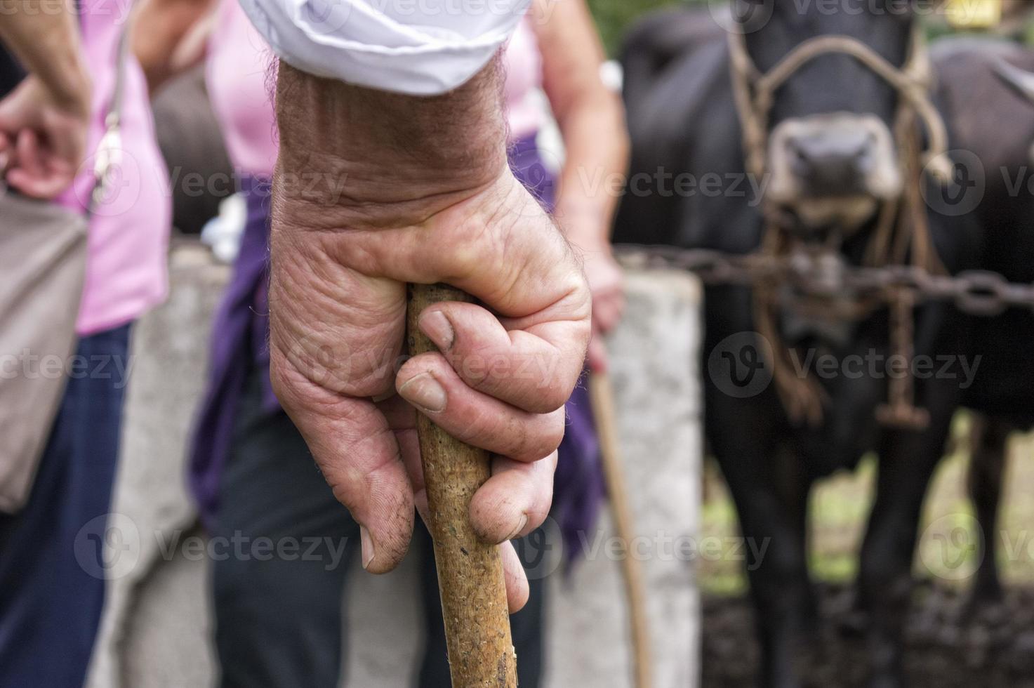 old farmer hand holding a stick photo