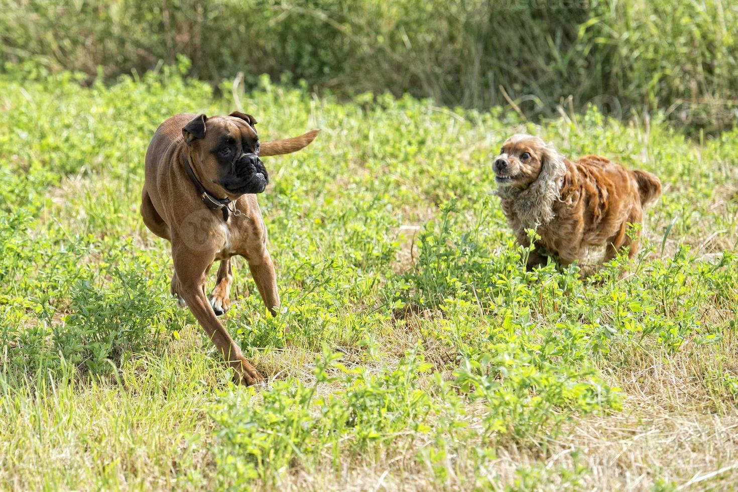 dogs while fighting on the grass photo