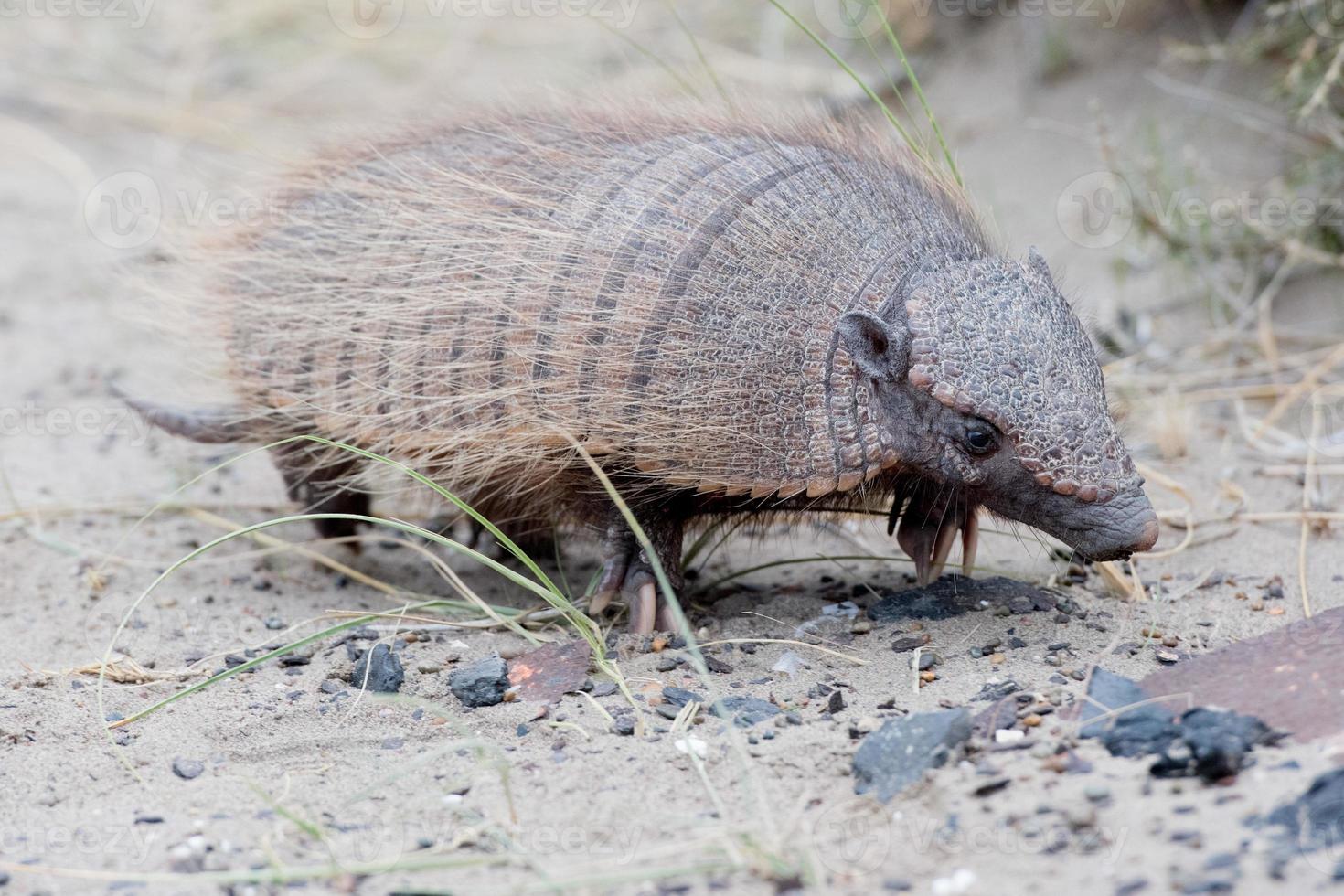 patagonia armadillo close up portrait photo