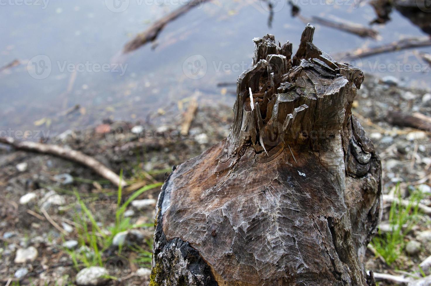 A beaver cutted tree photo