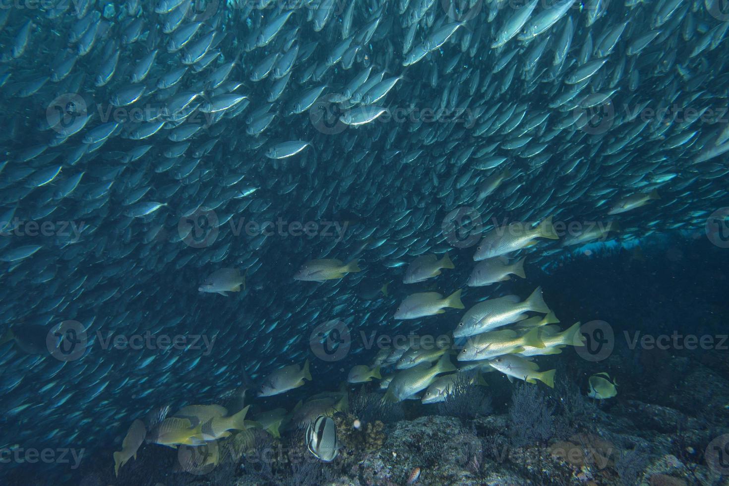 dentro de un banco de peces bajo el agua. foto