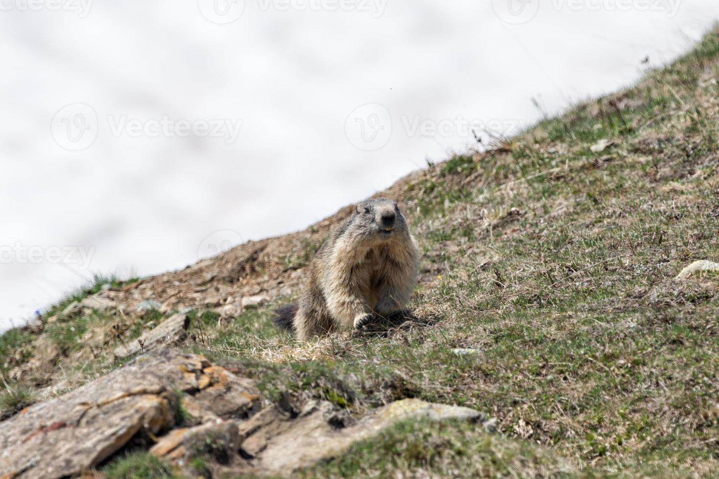 Retrato de marmota de cerdo molido mientras te mira foto